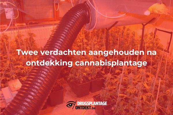 Herentals - Twee verdachten aangehouden na ontdekking cannabisplantage